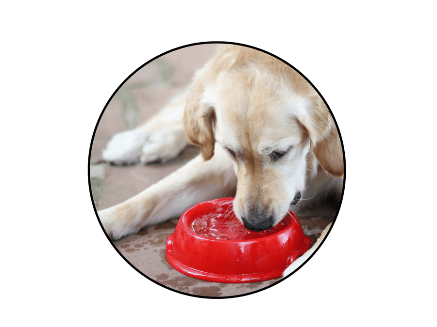 Ideal para cozinhar e oferecer água pura aos pets