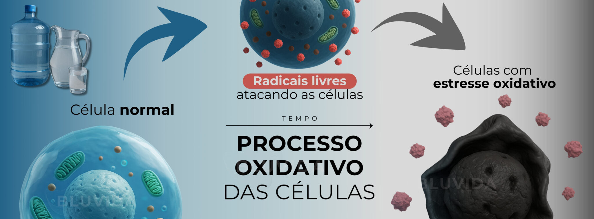 Comparação entre água comum e água hidrogenada