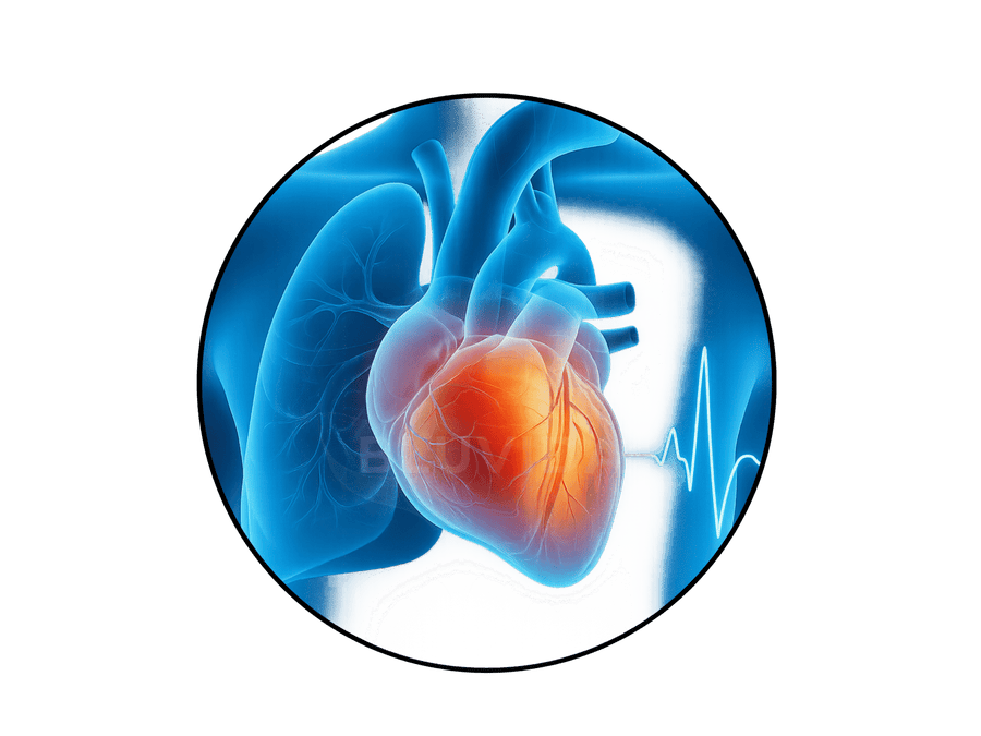 Potencial protetor contra doenças cardiovasculares